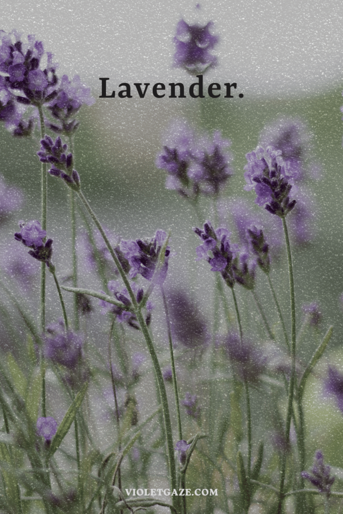 lavender sprigs in nature vintage violet gaze