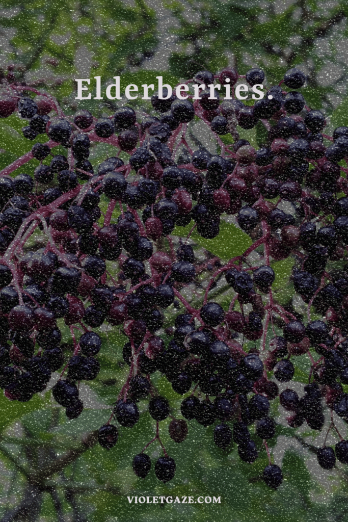 elderberries on tree in nature vintage violet gaze