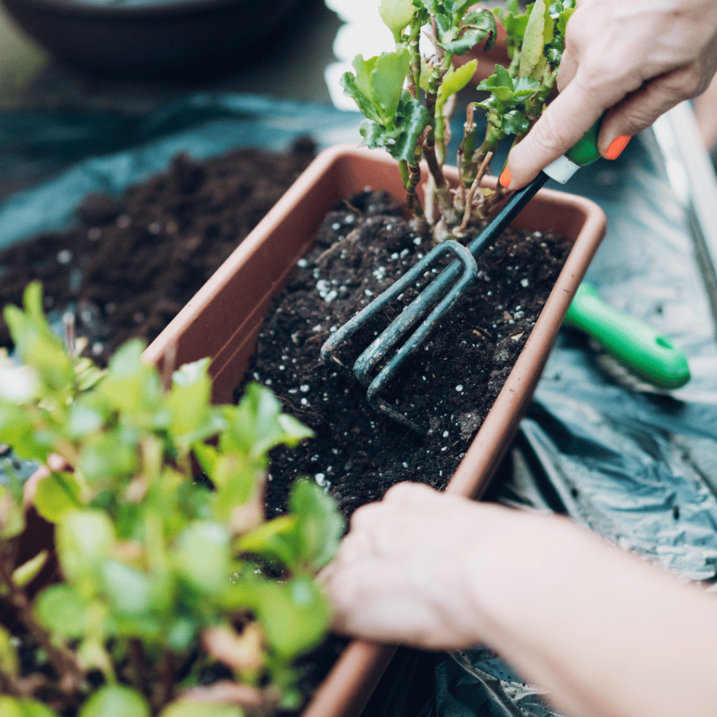 woman with orange nail polish using a handheld gardening fork to dig up plant